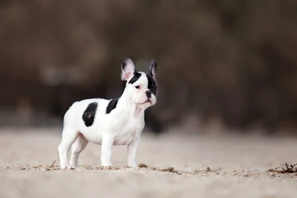 Bonito Francês Bulldog Cachorro Praia — Fotografia de Stock