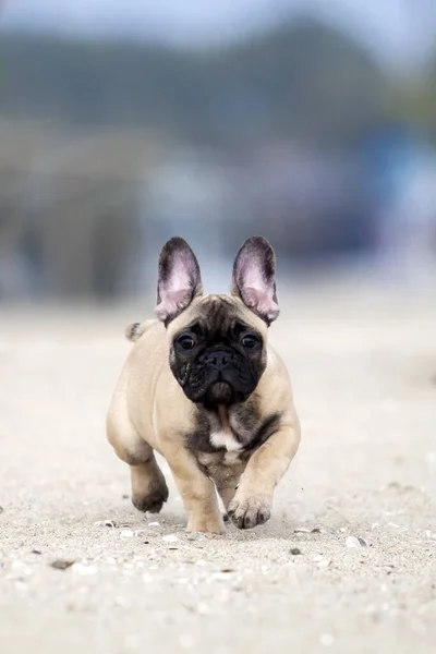 Niedliche Französische Bulldogge Welpen Strand — Stockfoto