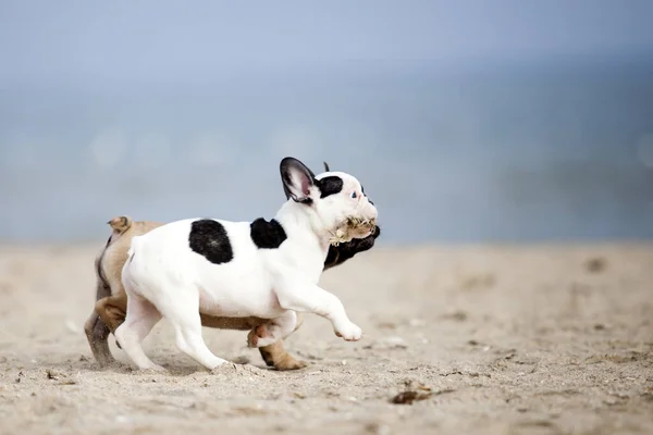 Adorável Francês Bulldogs Jogar Praia — Fotografia de Stock