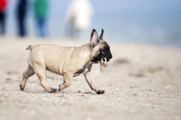 Bonito Francês Bulldog Cachorro Praia — Fotografia de Stock