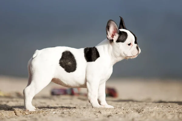 Aranyos Francia Bulldog Kiskutya Strandon — Stock Fotó