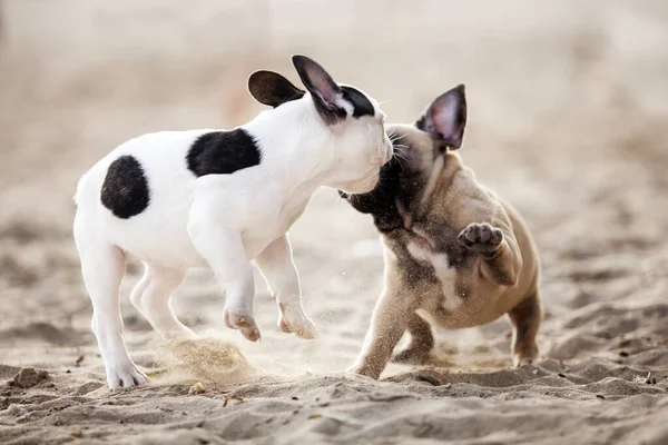 Adorable Français Bulldogs Jouer Sur Plage — Photo