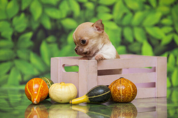 милый щенок Чихуахуа на фоне зеленых листьев