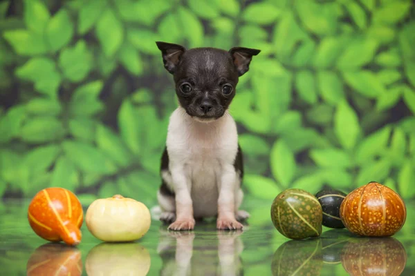 Schattig Chihuahua Puppy Indoor Portret — Stockfoto