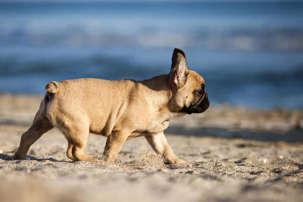 Französische Bulldogge Strand — Stockfoto