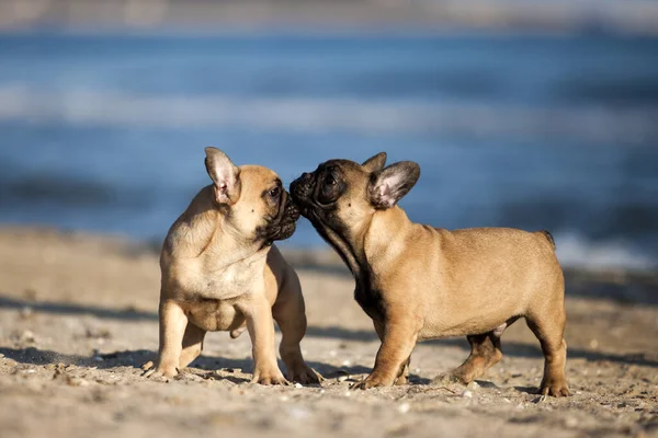 Franse Bulldogs Het Strand — Stockfoto