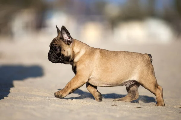 French Bulldog Beach — Stock Photo, Image