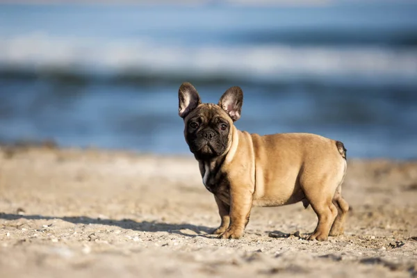 Bulldog Francés Playa —  Fotos de Stock
