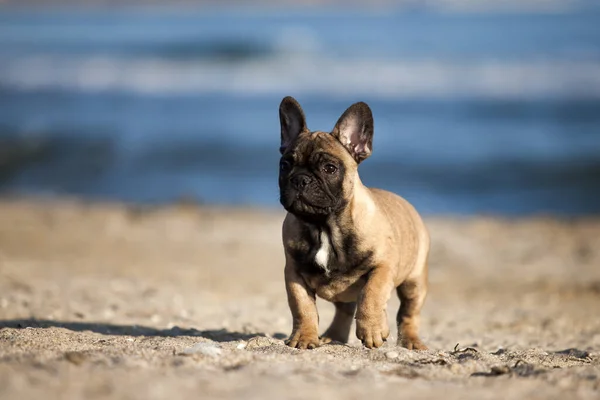 Franse Bulldog Strand — Stockfoto