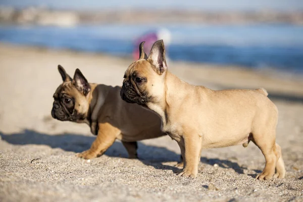 Bulldogs Franceses Praia — Fotografia de Stock