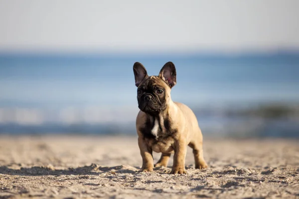 Bulldog Francés Playa —  Fotos de Stock