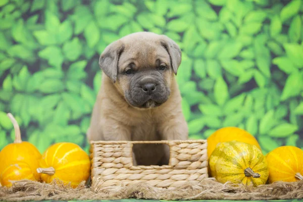 Francês Bulldog Cachorro Perto — Fotografia de Stock