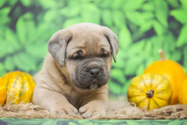 Cute Puppy Cane Corso — Stock Photo, Image