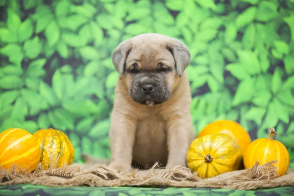 Bonito Filhote Cachorro Cana Corso — Fotografia de Stock