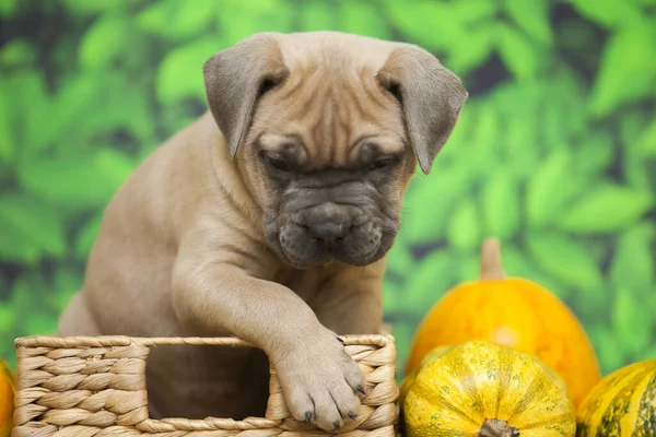 Χαριτωμένο Κουτάβι Cane Corso — Φωτογραφία Αρχείου