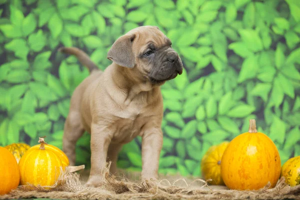 Bonito Filhote Cachorro Cana Corso — Fotografia de Stock