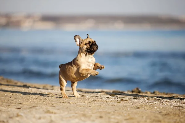 Französische Bulldogge Strand Stockbild