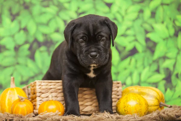 Cane Corso Puppy Indoor Portret Stockafbeelding