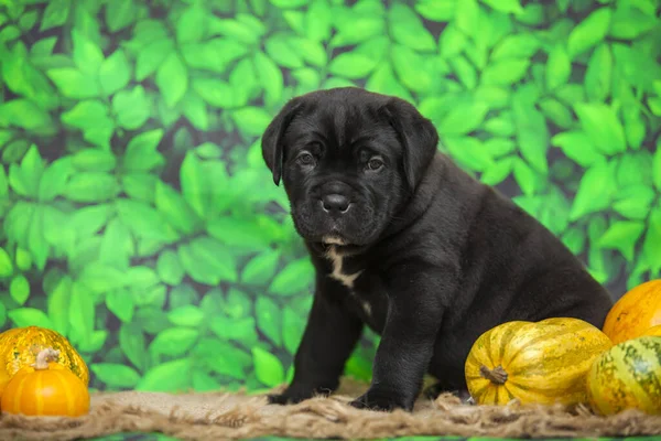 Cane Corso Puppy Indoor Portret Stockfoto