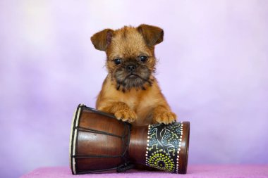 GRIFFON BRUXELLOIS KUŞAĞI