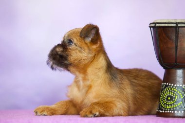GRIFFON BRUXELLOIS KUŞAĞI
