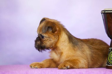 GRIFFON BRUXELLOIS KUŞAĞI