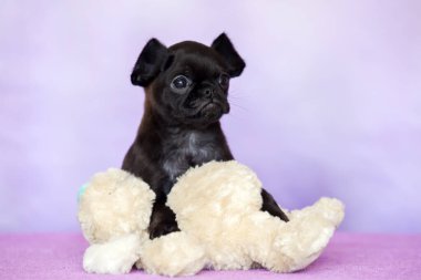 GRIFFON BRUXELLOIS KUŞAĞI