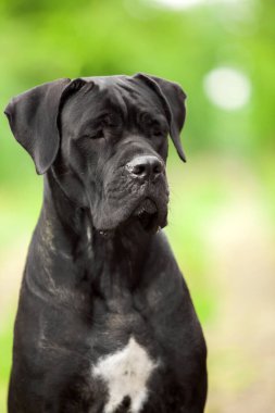 Şirin Puppy Cane Corso açık havada