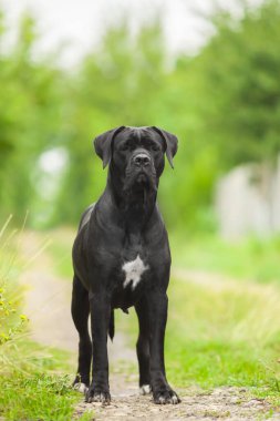 Şirin Puppy Cane Corso açık havada