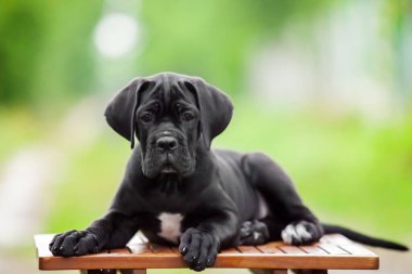 Şirin Puppy Cane Corso açık havada