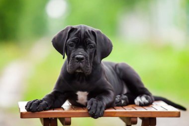 Şirin Puppy Cane Corso açık havada