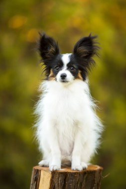 Şirin Papillon köpek yavrusu.