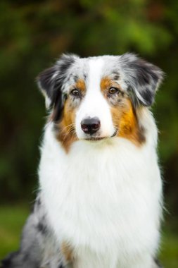 Avustralya çoban köpeği.