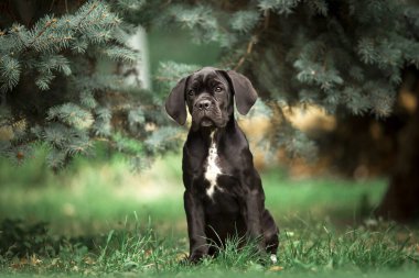 Şirin Puppy Cane Corso açık havada