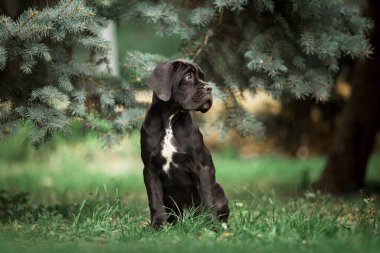 Şirin Puppy Cane Corso açık havada
