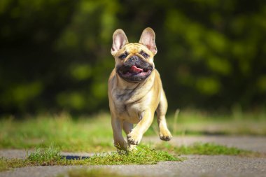 Tatlı Fransız Bulldog açık havada