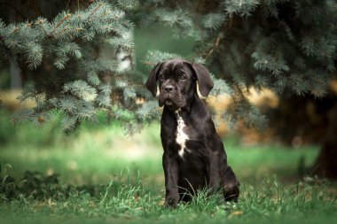 Şirin Puppy Cane Corso açık havada