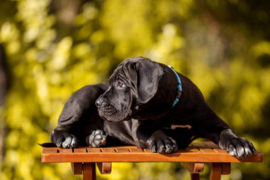 Şirin Puppy Cane Corso açık havada