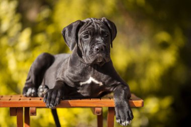 Şirin Puppy Cane Corso açık havada