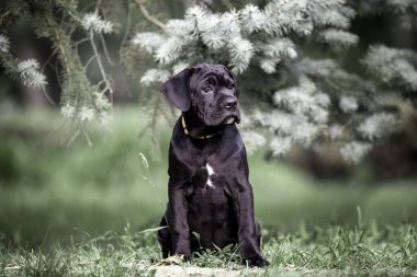 Şirin Puppy Cane Corso açık havada