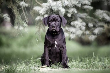 Şirin Puppy Cane Corso açık havada