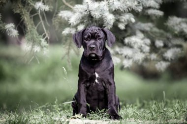Şirin Puppy Cane Corso açık havada