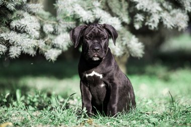 Şirin Puppy Cane Corso açık havada