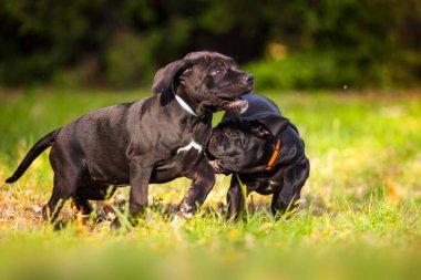Baston Corso köpekleri sahada eğleniyor.