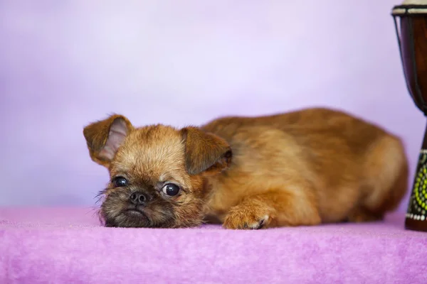 Griffon Bruxellois Puppy Close — Stockfoto