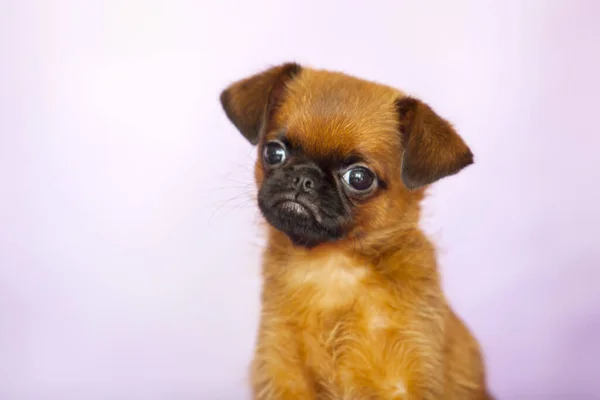 Griffon Bruxellois Cachorro Perto — Fotografia de Stock