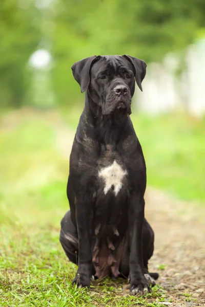 Lindo Cachorro Bastón Corso Aire Libre —  Fotos de Stock