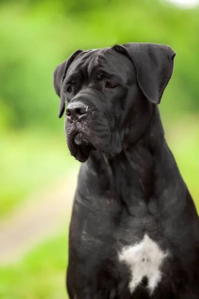 Söt Valp Cane Corso Utomhus — Stockfoto