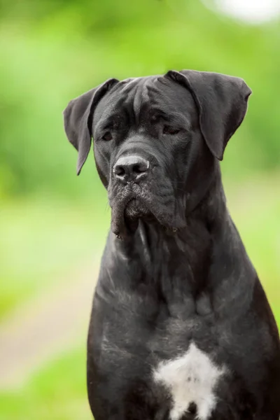 Cucciolo Carino Cane Corso All Aperto — Foto Stock