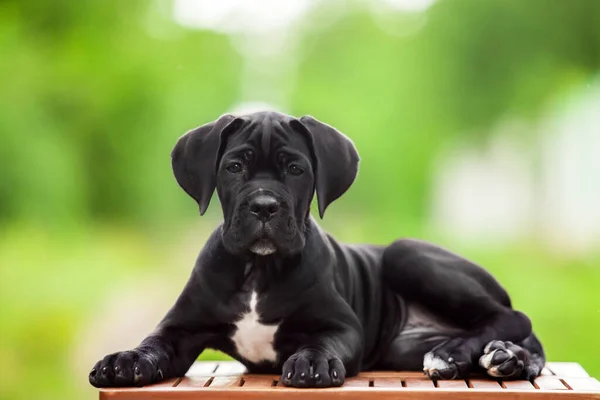 Leuke Puppy Cane Corso Outdoor — Stockfoto